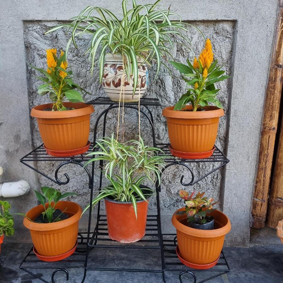 Alohi The Terrace Homestay Tezpur Exteriér fotografie